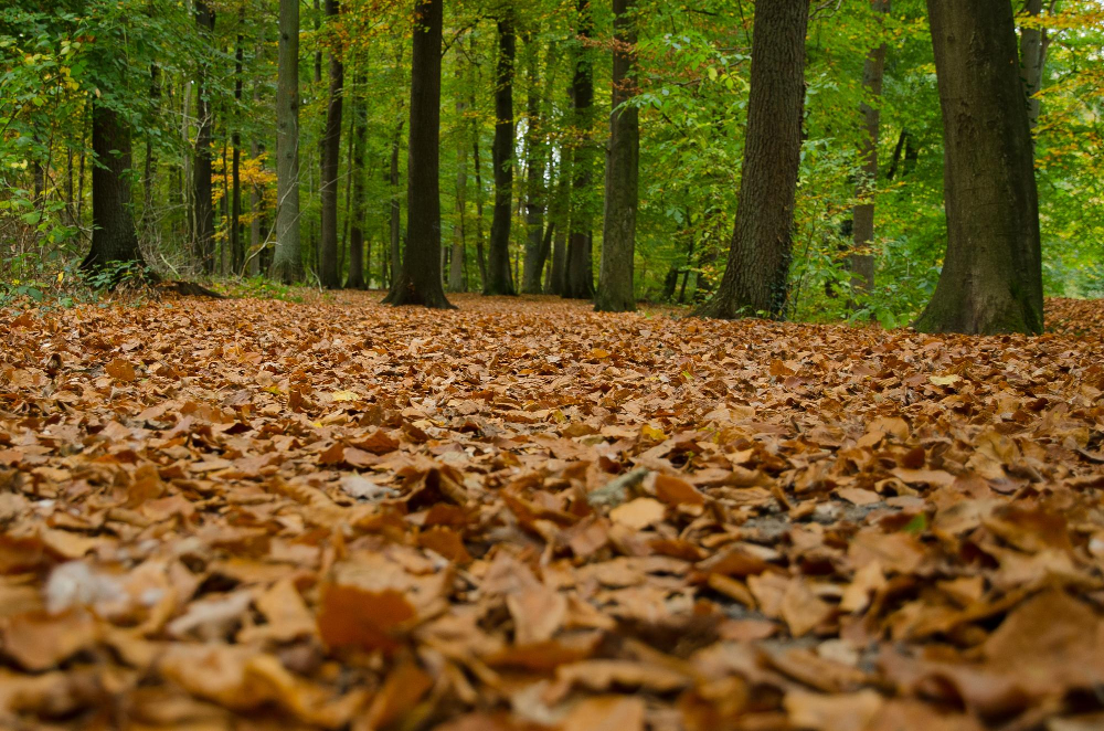 Waldboden bedeckt mit Laub, symbolisch für die Frage: Was passiert im Herbst mit den Blättern auf dem Boden?