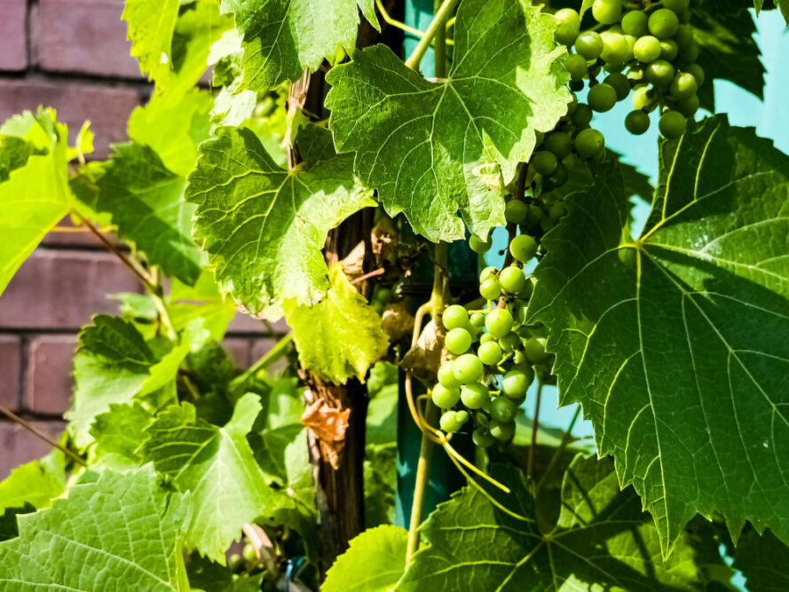 Weinrebe im Garten