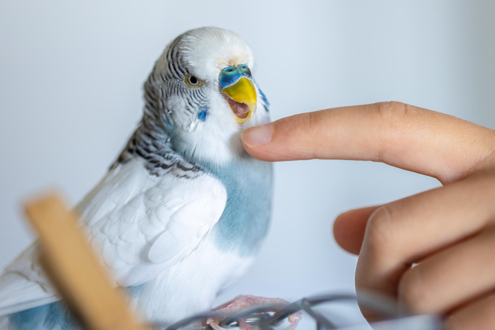 Hand streichelt zahmen Wellensittich am Hals, Vogel wirkt entspannt.