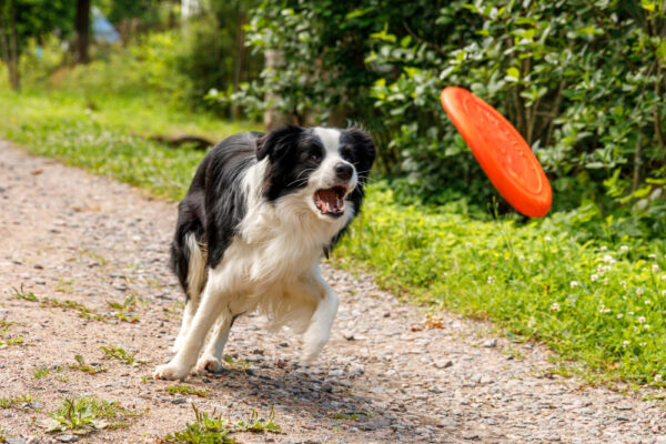 Ein Border Collie jagt begeistert eine Frisbee-Scheibe auf einem Weg im Grünen – ein Beispiel dafür, wie viel Beschäftigung ein Hund benötigt, um körperlich und geistig ausgelastet zu sein.