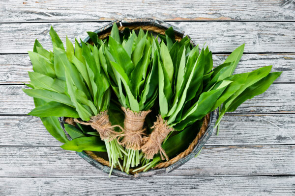 Frische grüne Bärlauchblätter sind mit Bast gebündelt und liegen in einer dunklen flachen Schale auf verwittertem Holz.
