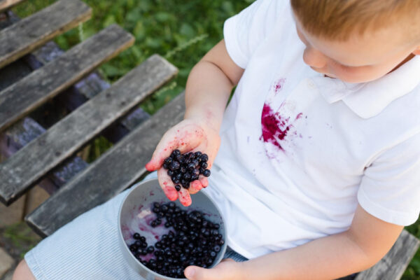 Blaubeerflecken auf weißem Shirt, Kind hält frische Blaubeeren in der Hand