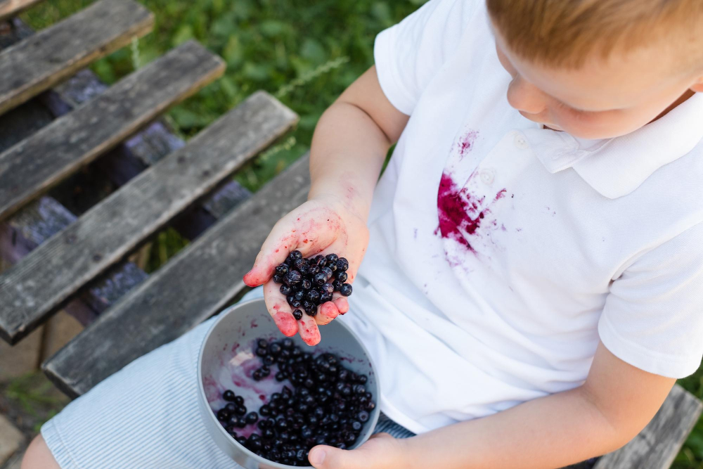 Blaubeerflecken auf weißem Shirt, Kind hält frische Blaubeeren in der Hand