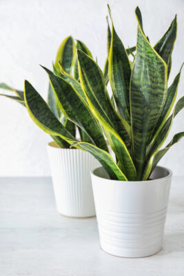 Zwei robuste Bogenhanf-Pflanzen (Sansevieria trifasciata 'Laurentii') in weißen Töpfen, die lange, schwertförmige Blätter mit gelb-grünem Muster zeigen. Eine pflegeleichte Pflanze für wenig Licht.