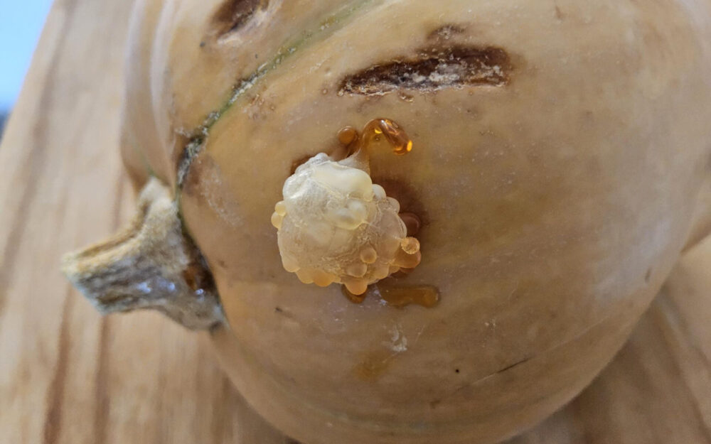 Nahaufnahme einer Pustel am Butternutkürbis - bernsteinfarbener Zuckertropfen auf der Schale; Beispielbild für Ursache und Lösung im Beitrag.