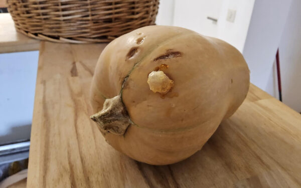 Nahaufnahme eines Butternutkürbis mit bernsteinfarbener, kristalliner Zucker-Pustel auf der Schale in einer Küche - Beitrag zu harmlosen Zuckertropfen am Kürbis und Verwendung beim Kochen.