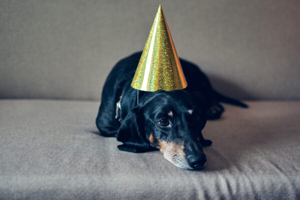 Ein schwarz-brauner Dackel liegt mit einem goldenen Partyhut auf dem Kopf auf einem grauen Sofa.