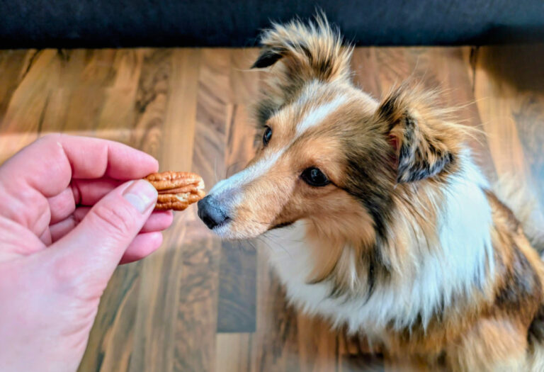 Dürfen Hunde Pekannüsse essen: Hund schnuppert an einer Pekannuss, die ihm aus der Hand angeboten wird.