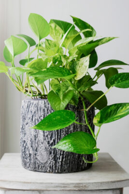 Eine wachsende Efeutute (Epipremnum aureum 'Marble Queen') in einem strukturierten grauen Topf auf einem hellen Holztisch, deren marmorierte grüne und weiße Blätter elegant herabhängen.