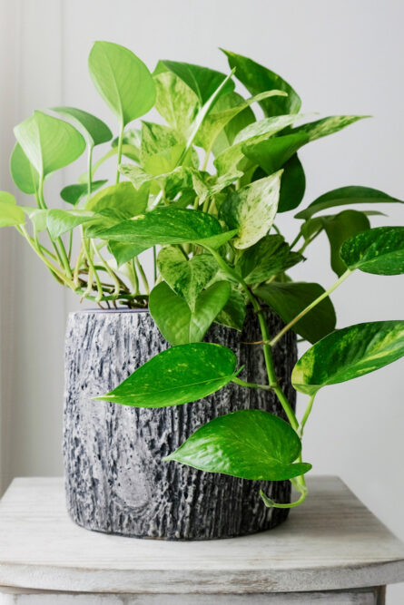 Eine wachsende Efeutute (Epipremnum aureum 'Marble Queen') in einem strukturierten grauen Topf auf einem hellen Holztisch, deren marmorierte grüne und weiße Blätter elegant herabhängen.