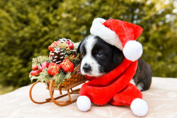 Ein Hund zu Weihnachten als Geschenk (was für eine dumme Idee!)