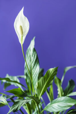Nahaufnahme eines blühenden Einblatts (Spathiphyllum) mit seinem charakteristischen weißen Hochblatt und grünen Blättern vor einem dunkelblauen Hintergrund. Eine ideale Zimmerpflanze für dunkle Räume.