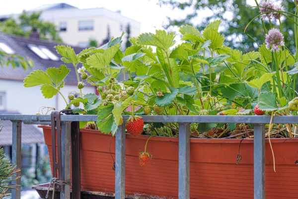 Erdbeeren im Kübel auf einem Balkon mit roten Früchten, grünen Blättern und mehreren noch unreifen Erdbeeren im Balkonkasten