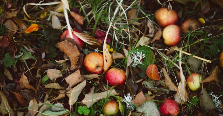 Gefallene Äpfel zwischen Herbstlaub im Garten