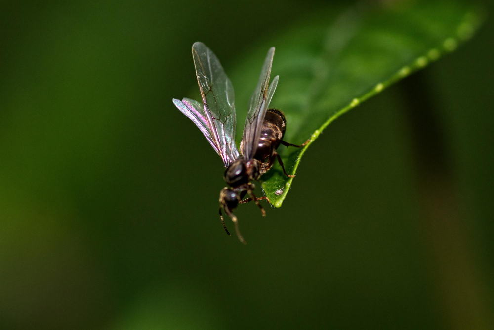 Geflügelte schwarze Ameise mit langen Flügeln auf einem grünen Blatt