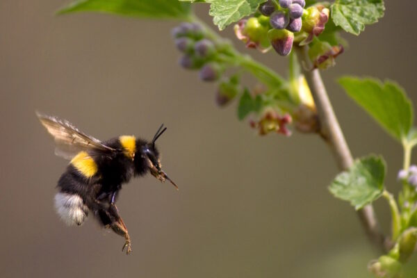 fliegende hummel