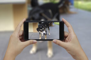 Person fotografiert einen schwarz-braunen Hund mit dem Smartphone