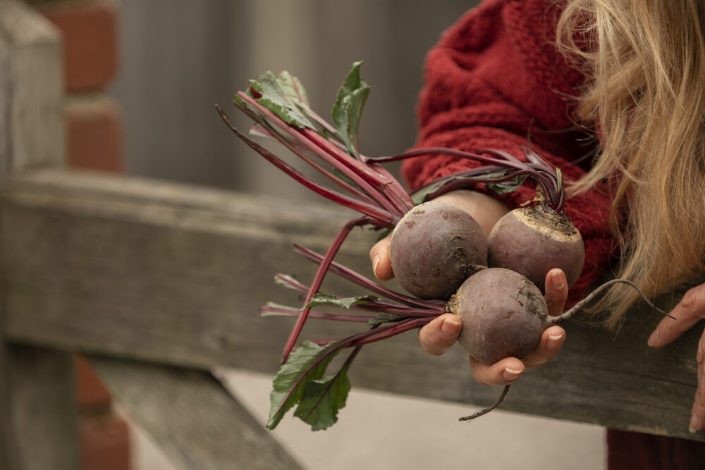Eine Hand hält mehrere erdige Rote-Bete-Knollen mit roten Stielen und grünen Blättern vor einem Holzzaun.
