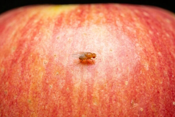 Fruchtfliege sitzt auf einem roten Apfel