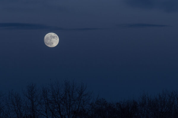 Vollmond am dunkelblauen Abendhimmel über kahlen Baumkronen – passend zum Thema „Wann ist der nächste Vollmond?“.