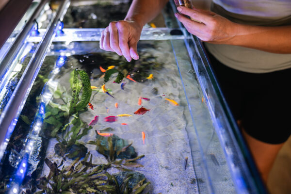 Eine Person streut Futter mit den Fingern in ein Aquarium mit bunten Fischen und Wasserpflanzen.