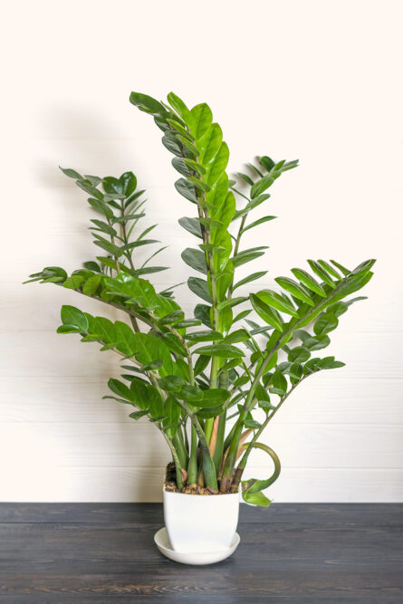Eine üppige Glücksfeder-Pflanze (Zamioculcas zamiifolia) in einem weißen Topf auf einem dunklen Holztisch vor einer hellen Holzwand, die ihre glänzenden, dunkelgrünen Blätter präsentiert.