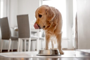 Ein hungriger Golden Retriever leckt sich nach dem Fressen am Hundefutter-Napf das Maul.