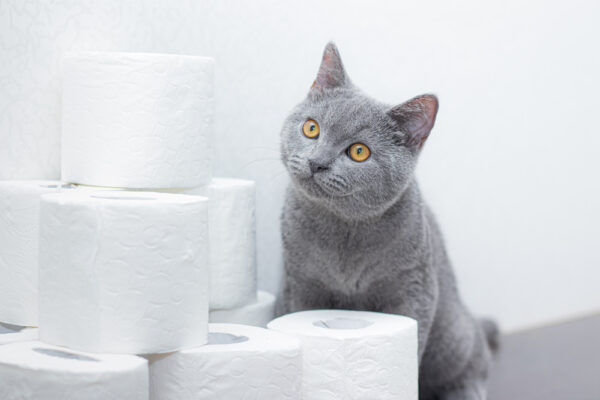 Eine graue Katze mit bernsteinfarbenen Augen sitzt neben mehreren weißen Toilettenpapierrollen.