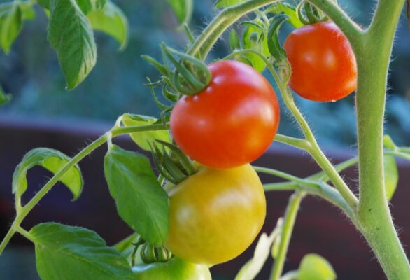 Unreife Tomaten am Strauch