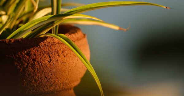 Grünlilie im Tontopf mit braunen Blattspitzen