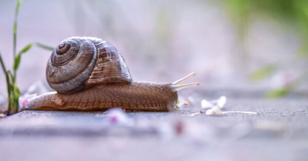 Schnecke kriecht über einen Gartenweg