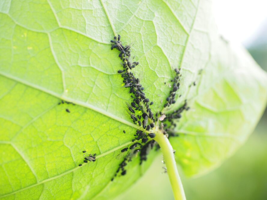 Insekten & Schädlinge