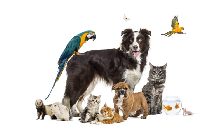 Ein Border Collie steht zwischen Katzen, einem Welpen, einem Papagei, einem Kaninchen und weiteren kleinen Tieren.