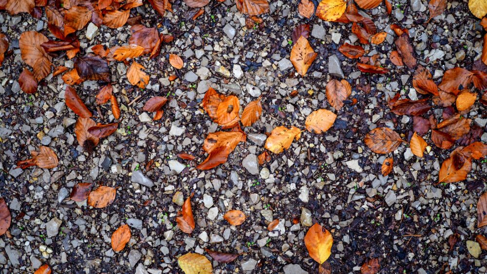 Orangebraune und gelbe Herbstblätter liegen verstreut auf dunklem, feinem grauem Kies.