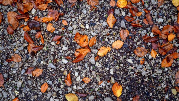Orangebraune und gelbe Herbstblätter liegen verstreut auf dunklem, feinem grauem Kies.