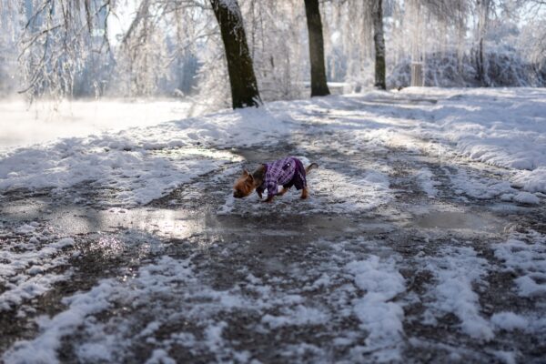 Ein kleiner Hund im violetten Mantel schnuppert auf einem verschneiten, matschigen Weg zwischen kahlen Bäumen.