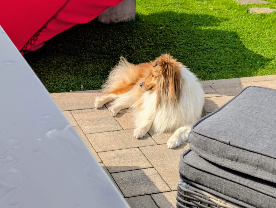 Hund liegt bei Hitze im Garten auf Terrassenplatten zwischen Sonne und Schatten
