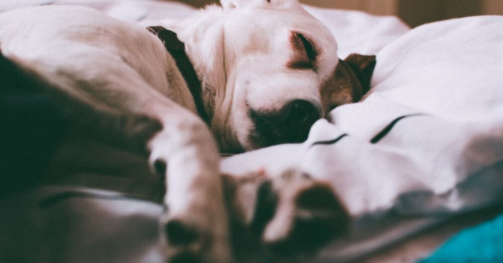 Schlafender Hund liegt entspannt auf einem Bett