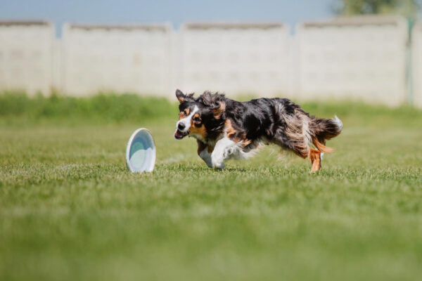 Hund läuft auf einer Wiese einem Frisbee hinterher als Beispiel für aktive Beschäftigung und Bewegung im Alltag