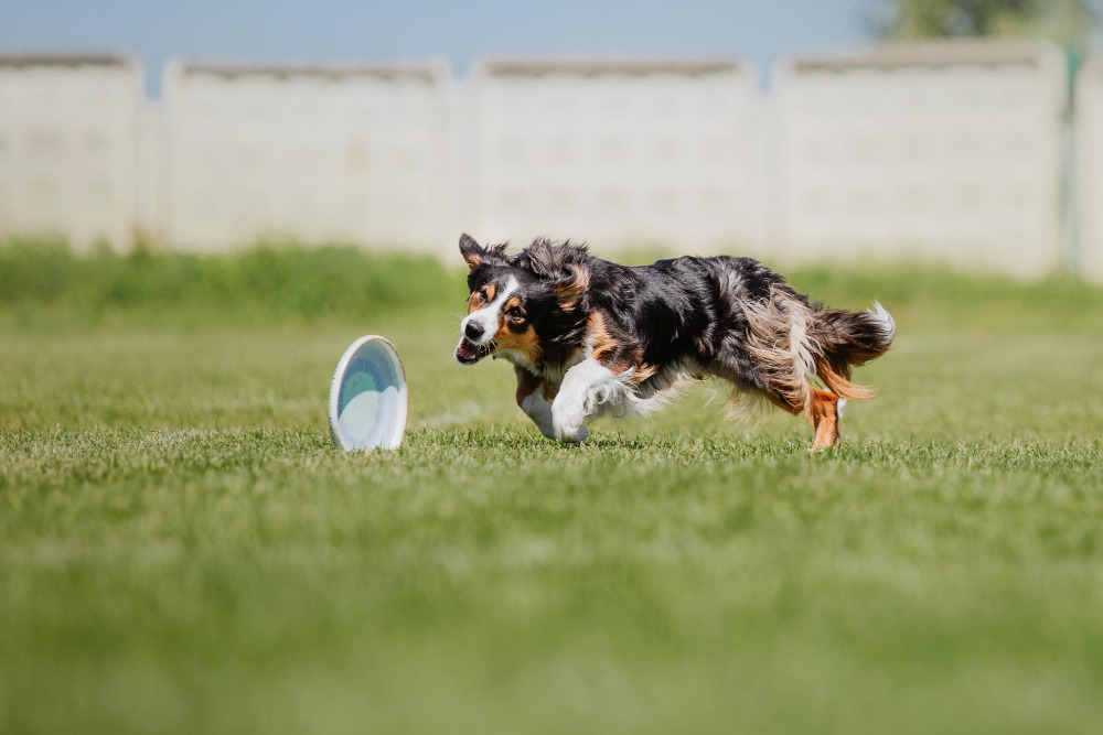 Hund läuft auf einer Wiese einem Frisbee hinterher als Beispiel für aktive Beschäftigung und Bewegung im Alltag