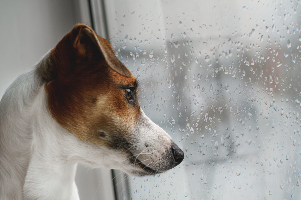Ein braun-weißer Hund schaut im Profil durch eine mit Regentropfen bedeckte Fensterscheibe nach draußen.