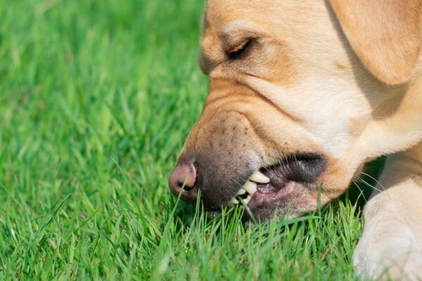 Heller Hund frisst Gras auf einer grünen Wiese