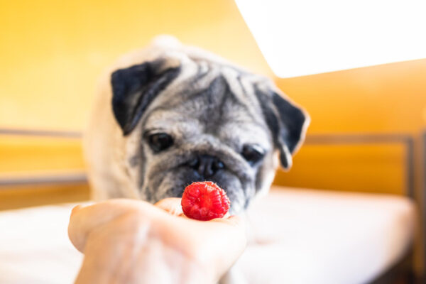Ein Hund schaut auf eine Himbeere, die ihm auf der Hand angeboten wird