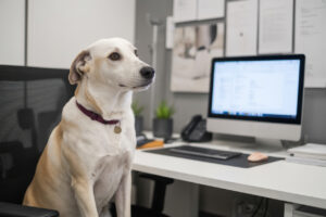 Weiß-brauner Hund sitzt auf einem Drehstuhl im Büro am Arbeitsplatz eines Angestellten.