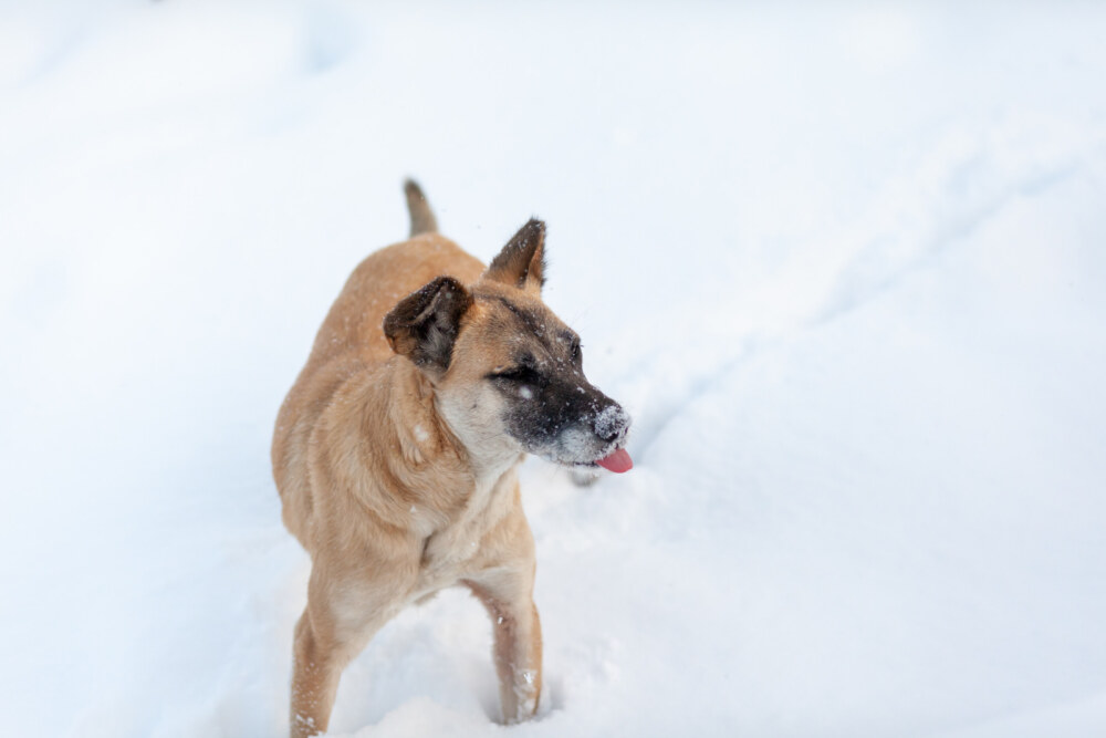 Ein brauner Hund steht im weißen Schnee und streckt seine rosa Zunge heraus.