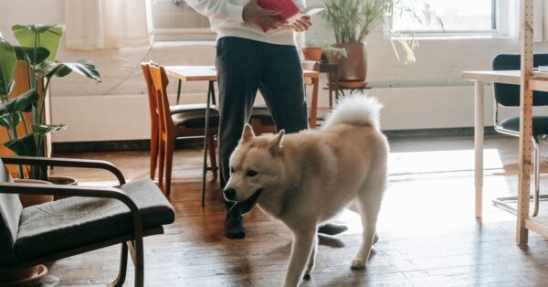Akita steht nach dem Spaziergang in einem Wohnraum neben seinem Halter