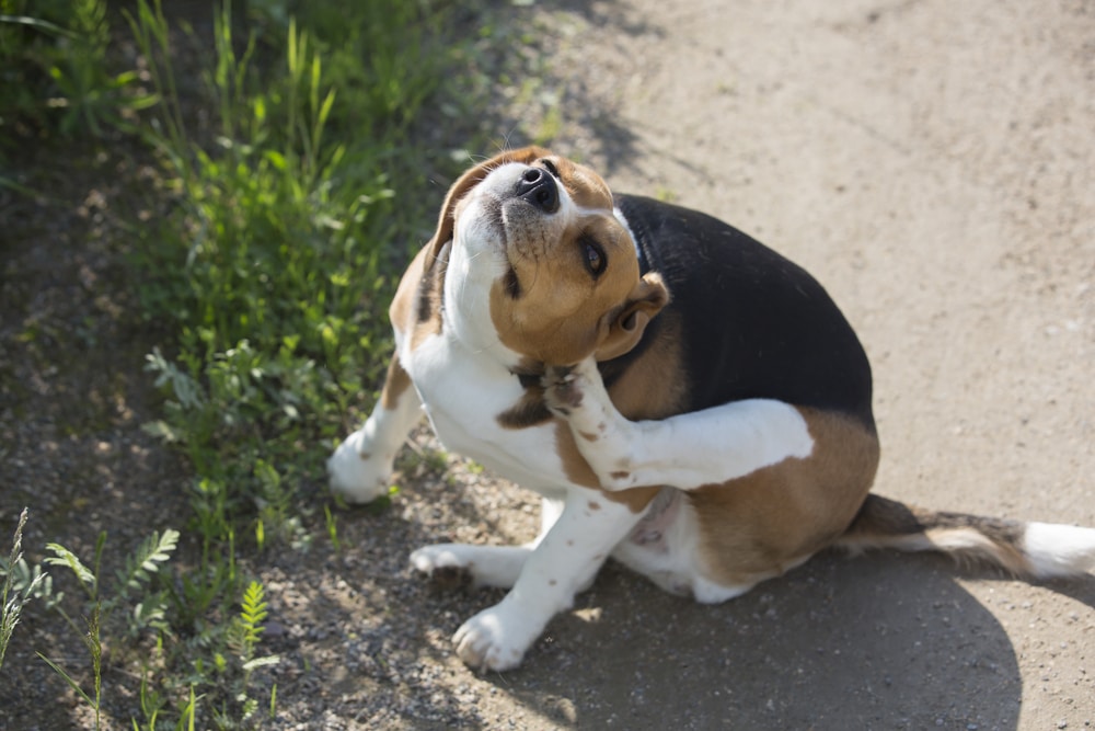 Ein Hund der sich hinter den Ohren kratzt als Symbolbild für den Beitrag Hund kratzt sich am Ohr und leckt Pfoten