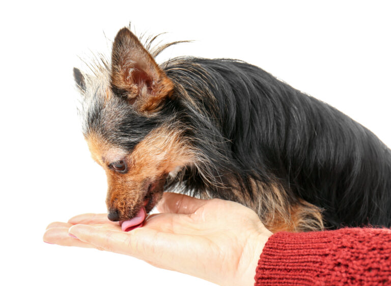 Ein kleiner, schwarz-brauner Hund leckt mit der Zunge die offene Hand einer Person; am Arm ist ein roter Ärmel zu sehen.