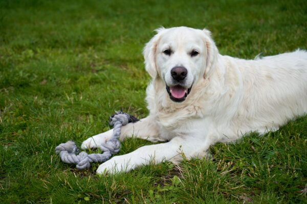 Ein weißer Hund liegt auf einer Wiese und hält ein graues, geknotetes Seil zwischen den Vorderpfoten.