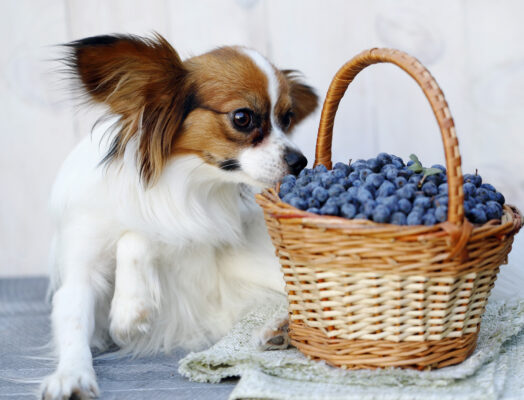 Ein langhaariger weiß-brauner Hund hält die Nase an einen geflochtenen Korb voller blauer Beeren.